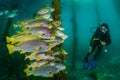 diagonal-banded sweetlips with vermiculate rabbitfish and onespot snapper