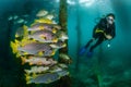 diagonal-banded sweetlips with vermiculate rabbitfish and onespot snapper