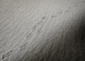 Diagonal bird footprints in desert Royalty Free Stock Photo
