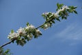 Diagonal branch of blossoming apple against blue sky Royalty Free Stock Photo