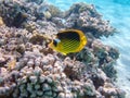 Red Sea raccoon butterflyfish - (Chaetodon fasciatus) Royalty Free Stock Photo