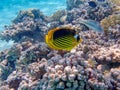 Red Sea raccoon butterflyfish - (Chaetodon fasciatus) Royalty Free Stock Photo