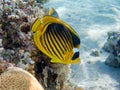 Red Sea raccoon butterflyfish - (Chaetodon fasciatus) Royalty Free Stock Photo