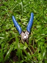 Diagonal cutting pliers on green grass Royalty Free Stock Photo