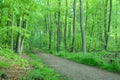 Diagonal forset path in a sping colored forest
