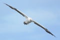 Australasian gannet in flight Royalty Free Stock Photo