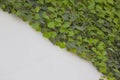 Diagonal of green liana with grey wall