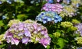 Diagonal Hydrangeas