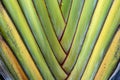 Diagonal insertion pattern of colored leaves on palm stem