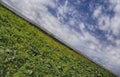 Diagonal landscape with a field of yellow dandelions and a blue sky photographed from a Dutch angle