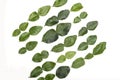Diagonal of lime leaves Royalty Free Stock Photo