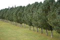 Tidy row of identical trees form a border across a grassy meadow Royalty Free Stock Photo