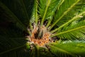 Cycad leaves in hot sun