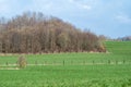 Diagonal lines in green agriculture fields and meadows around, Asse, Belgium