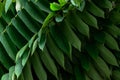 Diagonal lines of green leaves makes a beautiful pattern for nature background and wallpaper