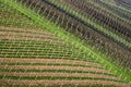 Diagonal lines of vineyards in the spring in the sunlight.South Royalty Free Stock Photo