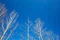 Diagonal pattern of white leafless tree branches without foliage with clear blue sky in winter spring forest. Bottom