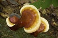 Diagonal reishi mushrooms on bark, Valley Falls Park, Vernon, Co