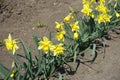 Diagonal row of flowering yellow narcissuses