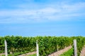 Diagonal rows of grapevines ending at wood posts