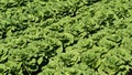 Diagonal Rows of Romaine Lettuce Royalty Free Stock Photo