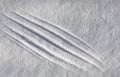 Diagonal scratches on loose snow