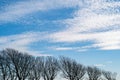 A diagonal slope of the tops of bare winter trees and a blue sky with pretty white mackerel clouds Royalty Free Stock Photo