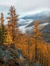 Diagonal stony steep slope and forest in dense fog. Stone hillside with larches trees in morning in thick low clouds. Mountainside Royalty Free Stock Photo