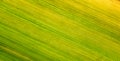 Diagonal Striped Green Yellow Leaf Macro Pattern Royalty Free Stock Photo