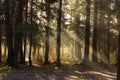 Diagonal Sunbeams Pass Through Trees In Autumn Park