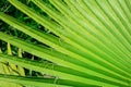 Diagonal texture of green palm leaf. Nature pattern. Soft focus Royalty Free Stock Photo