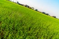Diagonal view of green rice field with houses and blue sky background. Royalty Free Stock Photo