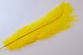 Diagonal view of a single yellow wispy feather on a white background