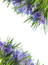 Diagonal white and blue crocus frame