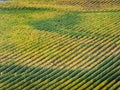 Diagonally compised vineyard lines with shadows of yellow and green