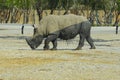 Diagonally painted Rhino with dry and wet mud Royalty Free Stock Photo