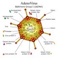 Diagram of Adeno virus particle structure Royalty Free Stock Photo