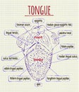 Diagram of the anatomy of human tongue