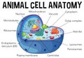 Diagram of animal cell anatomy Royalty Free Stock Photo