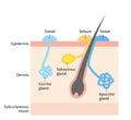 Diagram of body odor and sweat glands. Human skin layer illustration for medical and health care use