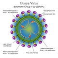 Diagram of Bunya virus particle structure Royalty Free Stock Photo