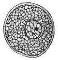 Diagram of cell, highly magnified, vintage engraving