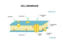 Diagram  of cell membrane,phospholipid bilayers structure Royalty Free Stock Photo