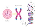 Diagram of chromosome and DNA structure