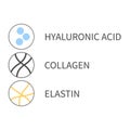 Diagram of collagen, elastin and hyaluronic acid cells