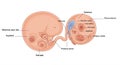 Diagram depicting embryonic development stages, featuring labeled structures. Royalty Free Stock Photo