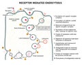 Receptor Mediated Endocytosis