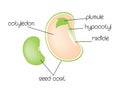 Diagram of a dicotyledon seed Royalty Free Stock Photo