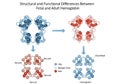 Transformation from fetal to adult hemoglobin, highlighting the distinct Royalty Free Stock Photo