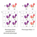 Diagram of dominance of peas flowers. Phenotype ratio Royalty Free Stock Photo